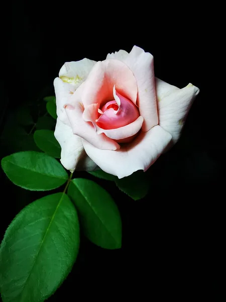 beautiful rose flower on black background