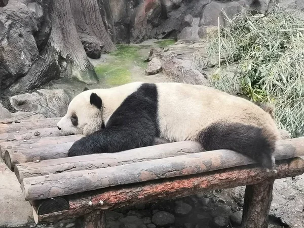 panda bear sleeping on the bamboo bed