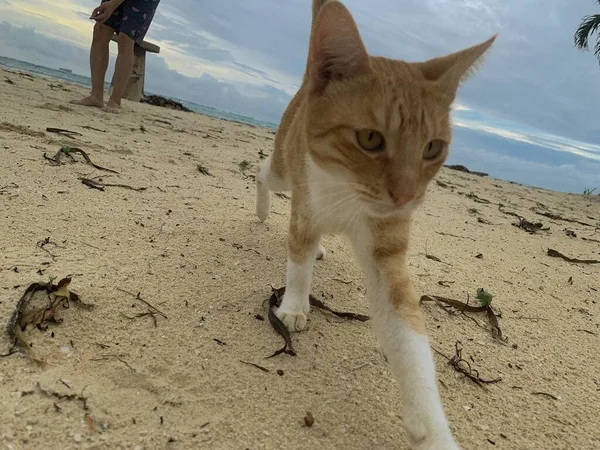 cat in the sand