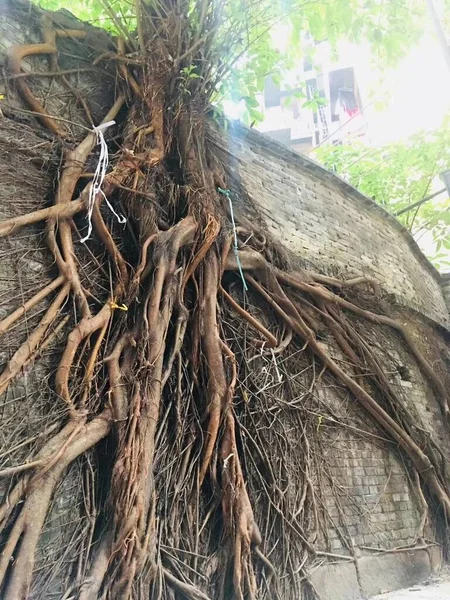 tree roots in the forest