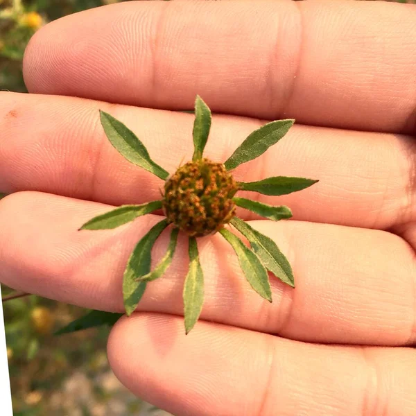 hand holding a flower in the hands of a woman