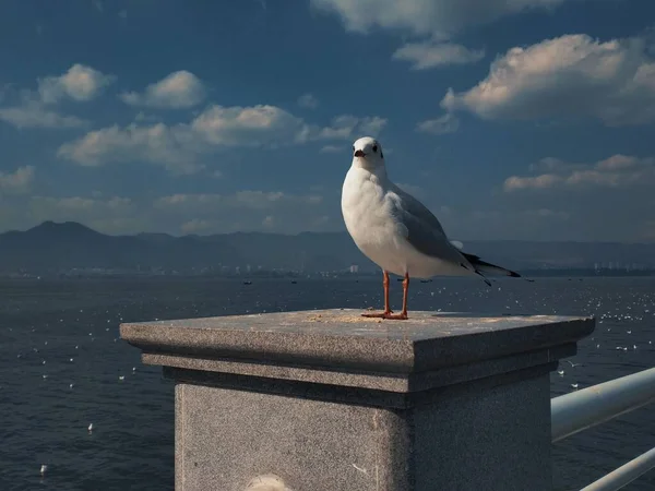 seagull on the pier in the city of trieste