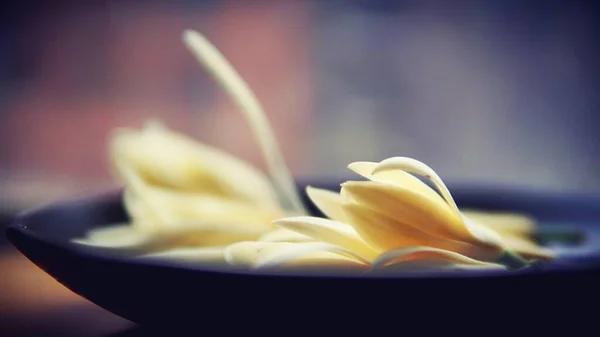 close up of a white flower in a bowl