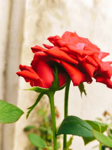 beautiful red roses on a background of a rose.