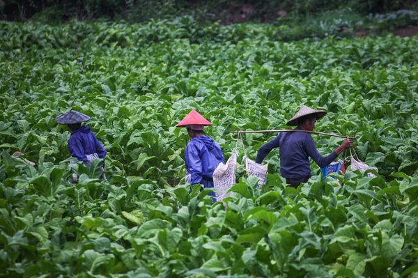 farmer in the field of green tea plantation