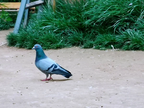 pigeon on the ground