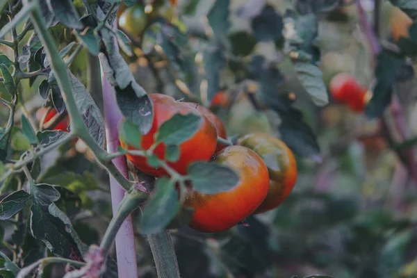 red tomatoes on a tree branch