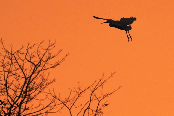 silhouette of a bird on a background of orange sunset