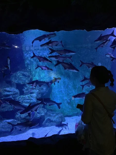 beautiful underwater world of the dead sea