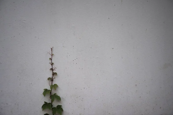 green plant on wall background