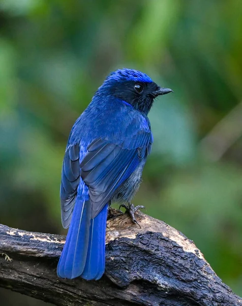 blue-winged bird with a beak