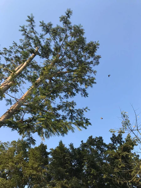 a flock of trees in the forest