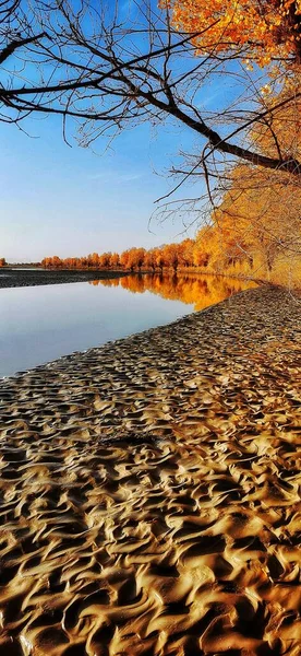 beautiful autumn landscape with trees and leaves