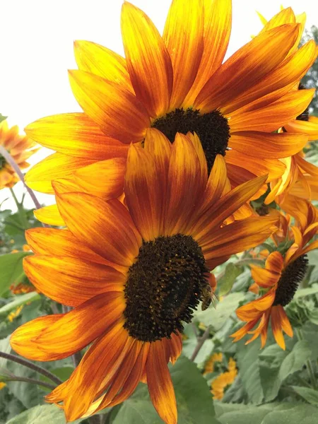 sunflower on a white background