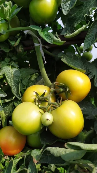 fresh tomatoes in the garden
