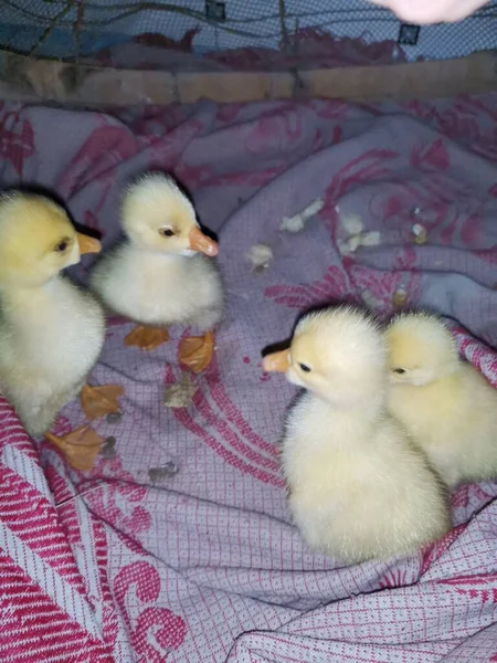 little cute baby chicks in the farm