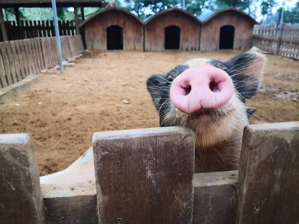 a closeup shot of a cute brown pig