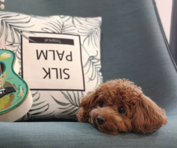 dog with a cup of coffee and a cat