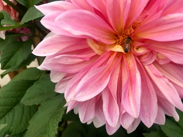 beautiful pink dahlia flower in the garden