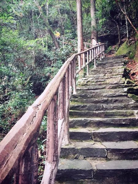 wooden bridge in the forest