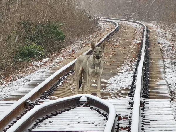 the dog is running on the railway tracks.