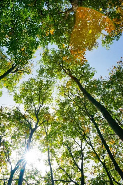 Hermoso Bosque Otoño Con Árboles Hojas Verdes — Foto de Stock