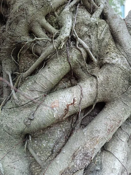 old tree roots in the forest