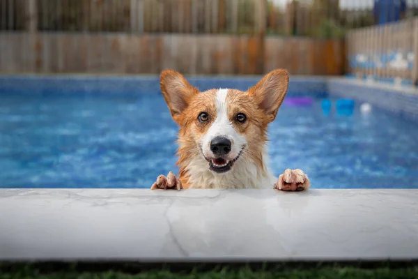 与游泳池玩耍的狗 — 图库照片