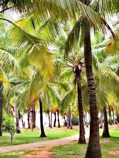 palm trees in the park