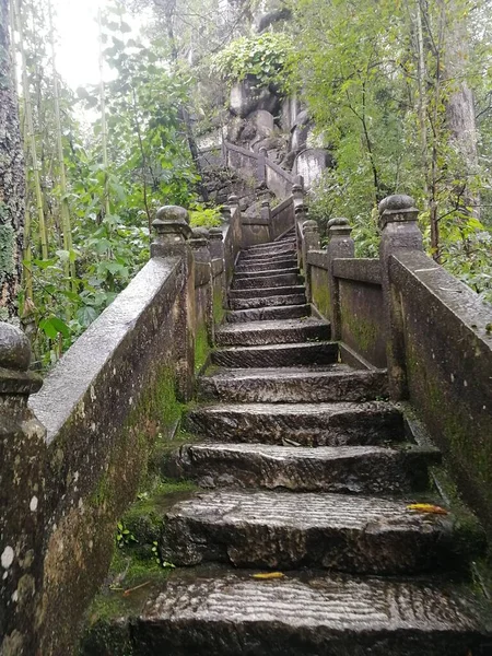 stone stairs in the forest