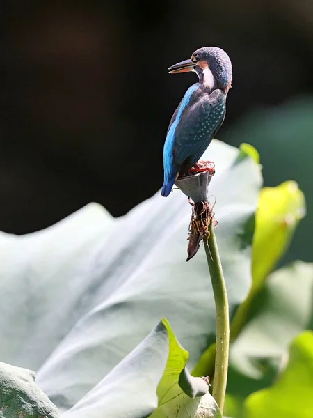 beautiful bird, flora and fauna
