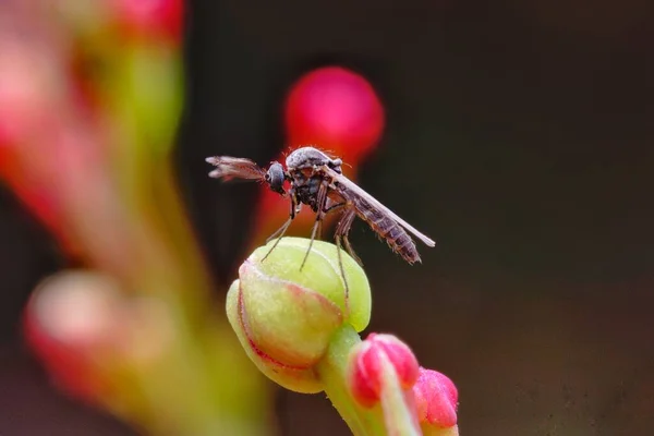 close up of a dragonfly on a flower