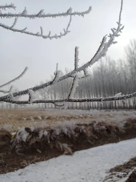 barbed wire with snow in the forest