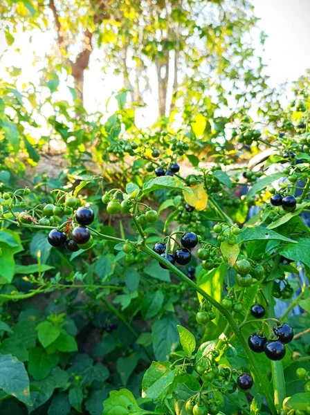 ripe blueberries on a bush in the garden