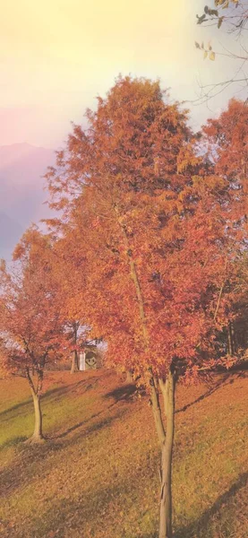 beautiful autumn landscape with trees and leaves