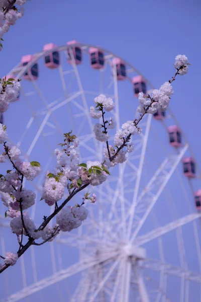 ferris wheel in the park