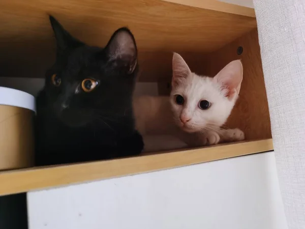 black and white cat with a box