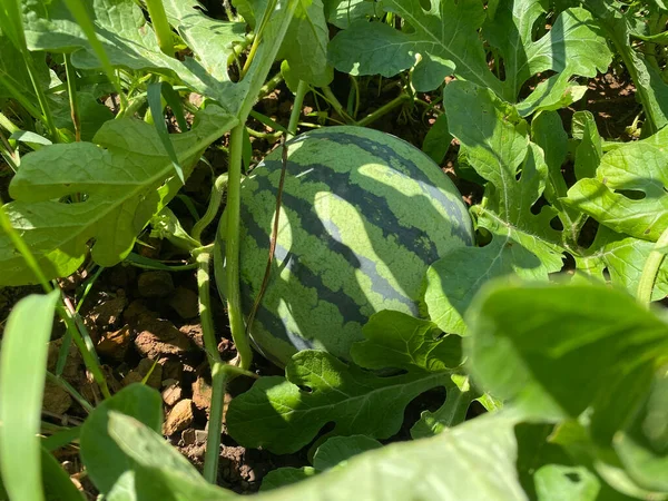green watermelon on the farm