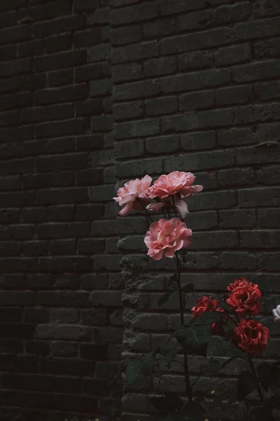 beautiful red roses on a brick wall