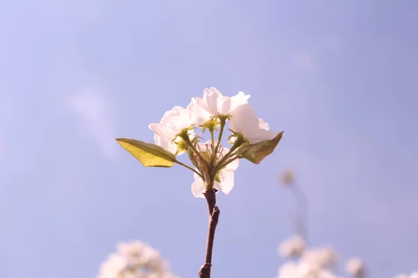 beautiful pink flowers on a background of a tree