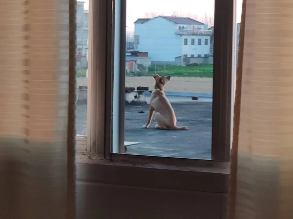 dog in the window