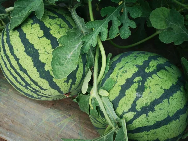 green and white watermelon on the farm