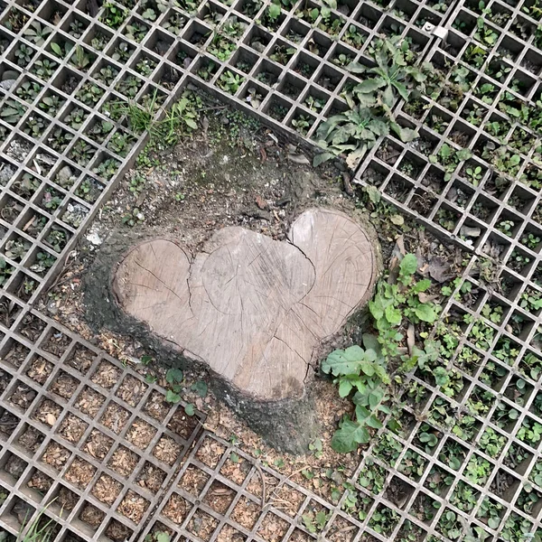 heart shaped from a tree