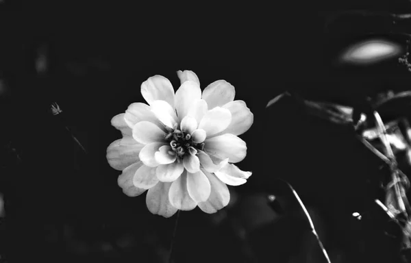 beautiful white flower in the garden