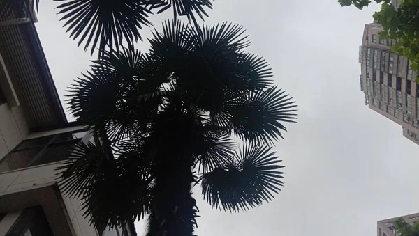 palm trees in the city of barcelona