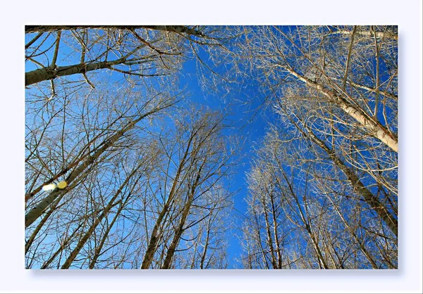birch tree branches on a background of blue sky