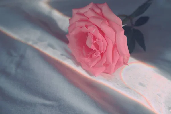 beautiful pink roses on a dark background