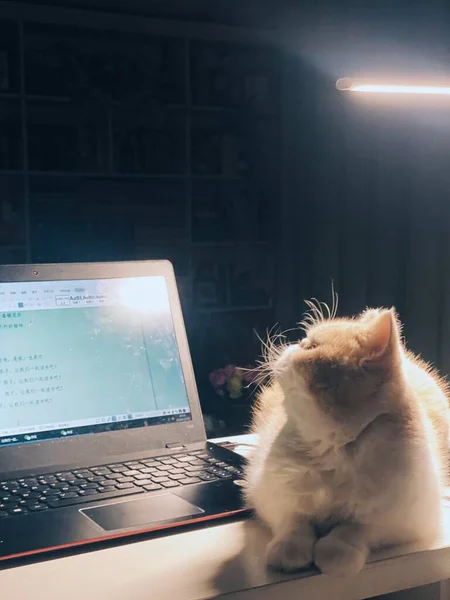 cat sitting on the floor with laptop and mouse