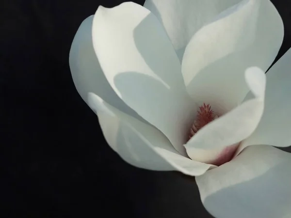 beautiful white magnolia flower on a black background