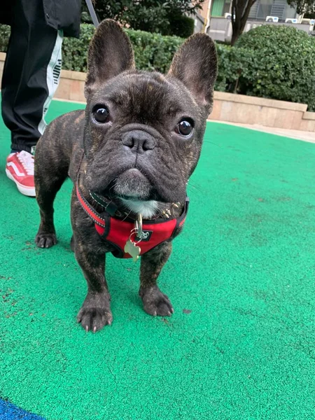 french bulldog in a green suit